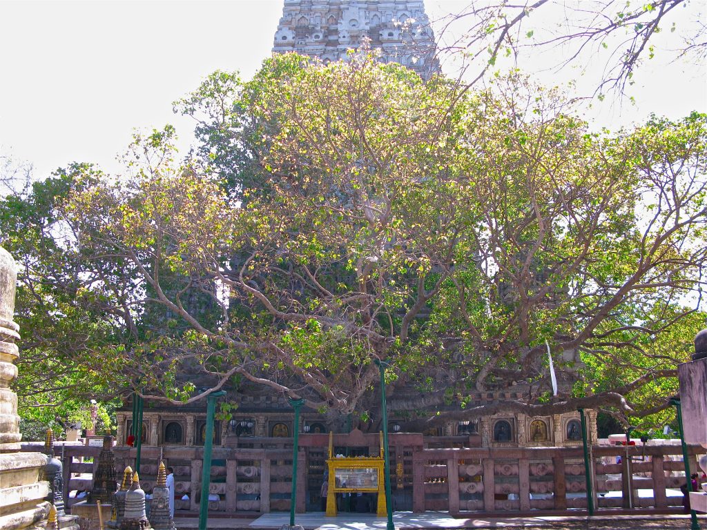 The Bodhi Tree